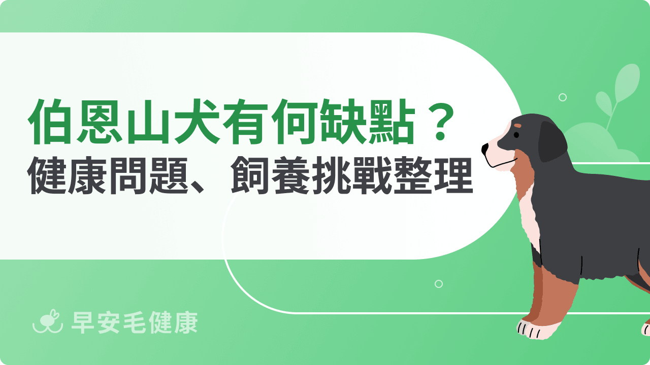 伯恩山犬缺點有哪些?常見健康問題與飼養挑戰整理