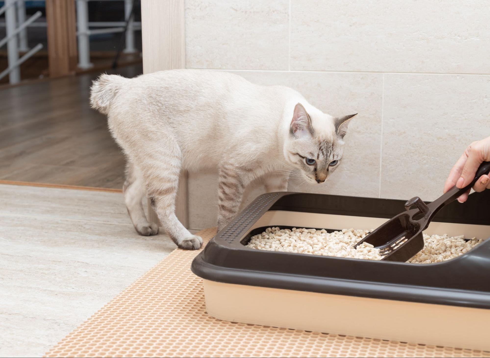 78. AI - why-is-my-cat-leaking-urine-1