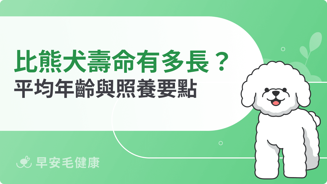 比熊犬壽命有多長?平均年齡與飼主必知的照養要點