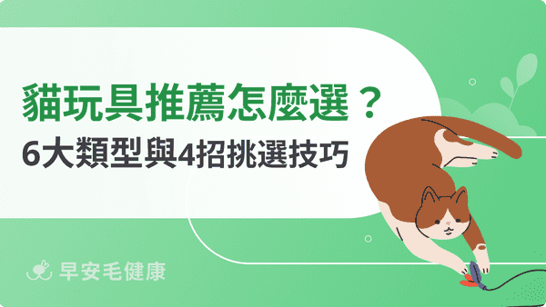 貓玩具推薦|6 大類型與4招挑選技巧,讓貓咪越玩越開心