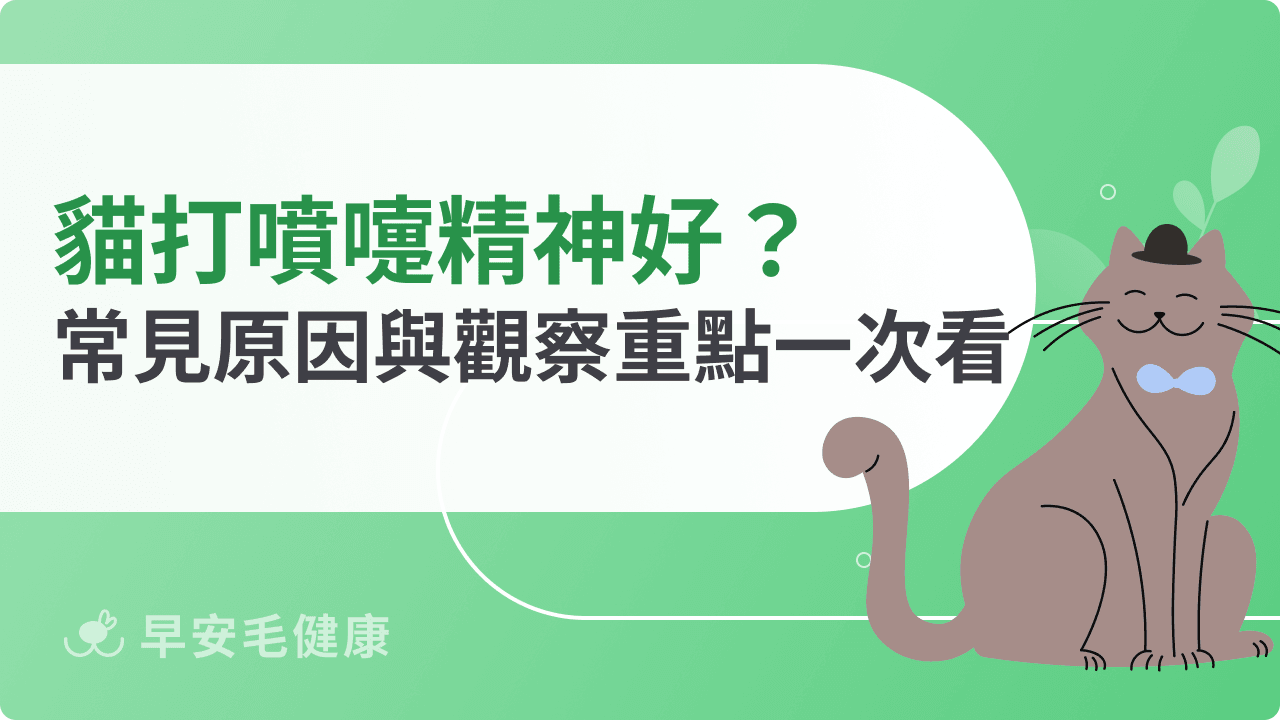 貓打噴嚏精神好要看醫生嗎?常見原因與觀察重點一次看