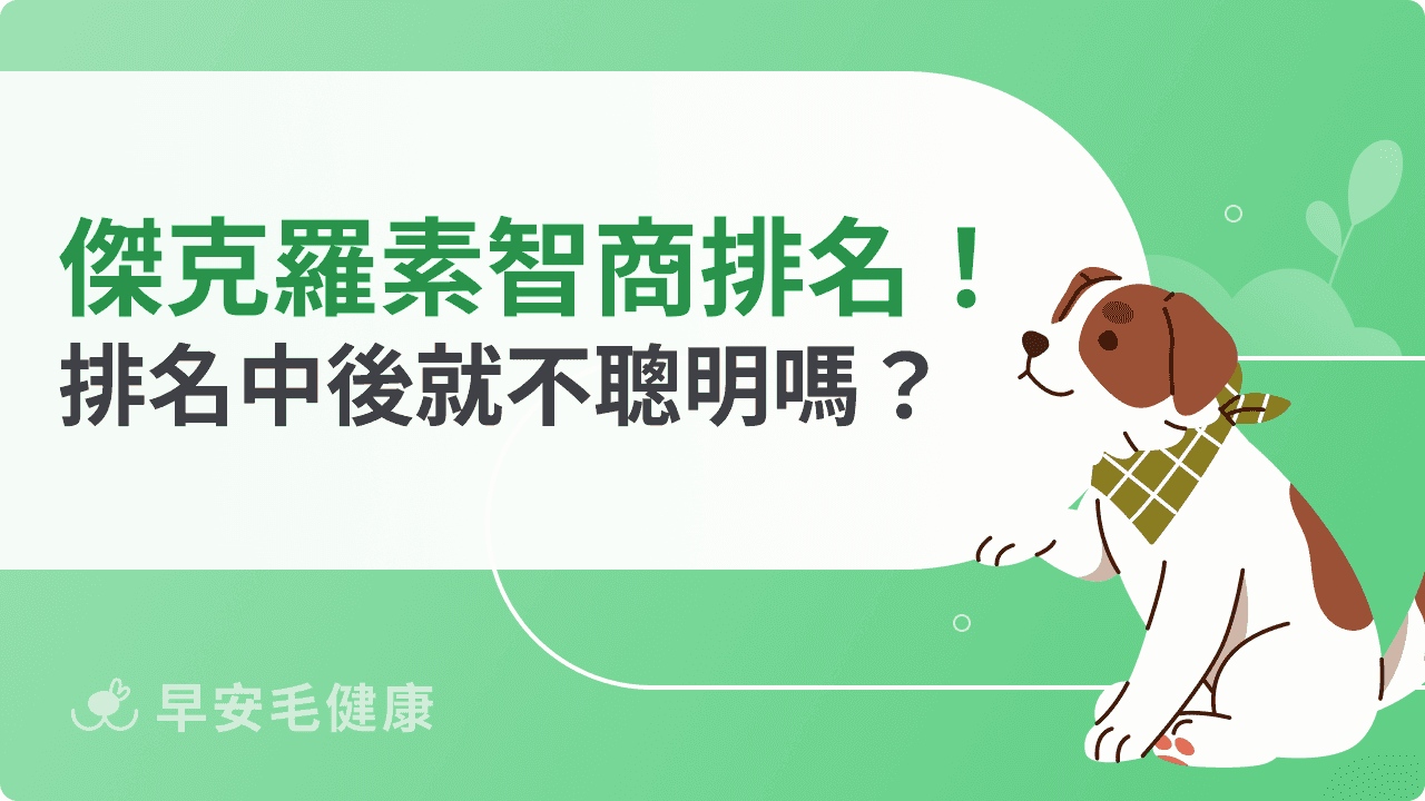 傑克羅素梗智商揭密！排名中後班就表示不聰明嗎？