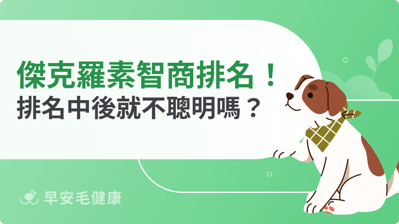 傑克羅素梗智商揭密!排名中後班就表示不聰明嗎?