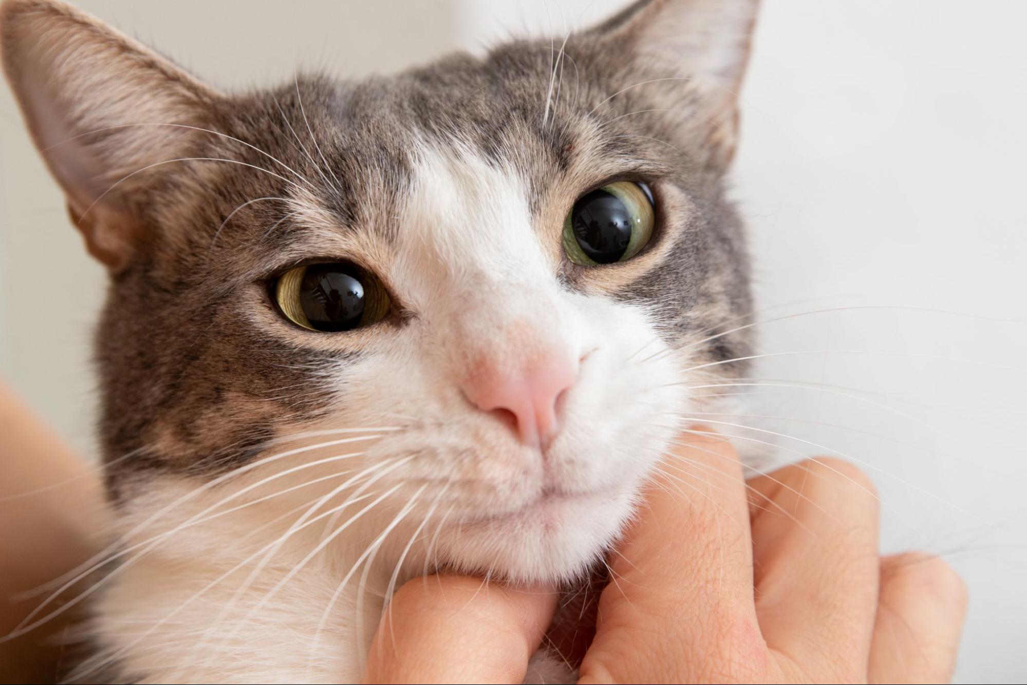 39.cat-feline-acne-2