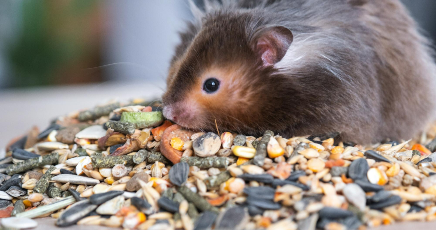倉鼠趴在綜合穀物飼料上方