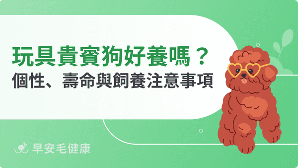 玩具貴賓狗好養嗎？個性、壽命、缺點與飼養注意事項