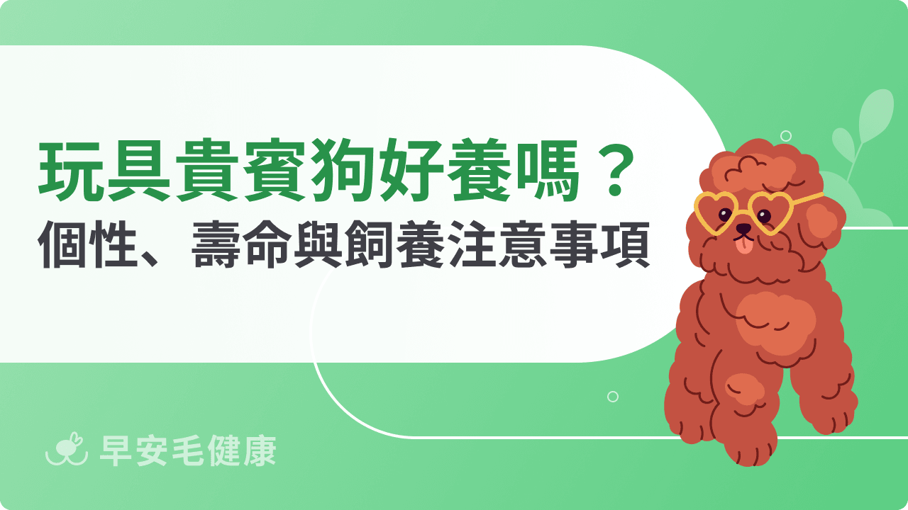 玩具貴賓狗好養嗎？個性、壽命、缺點與飼養注意事項