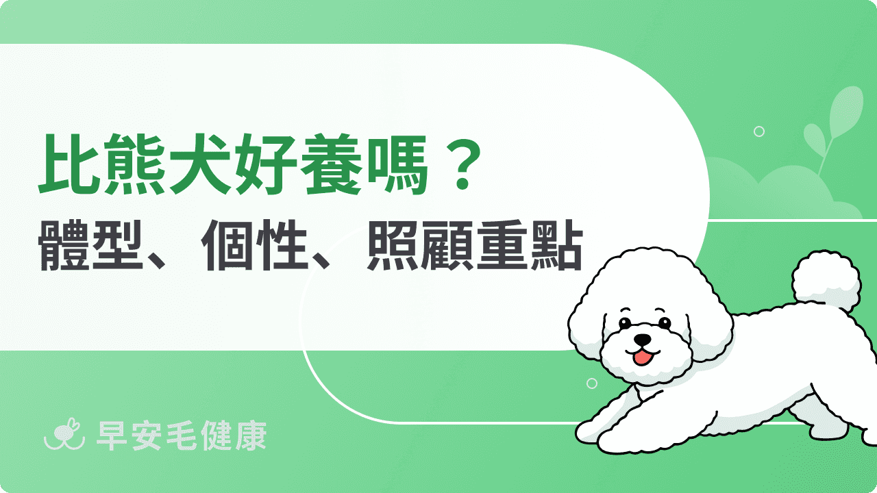 比熊犬好養嗎？比熊犬缺點、體型、個性、常見疾病整理