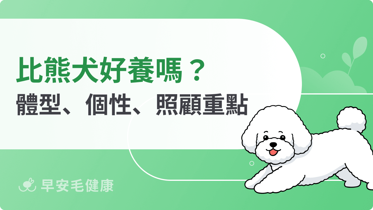 比熊犬好養嗎?比熊犬缺點、體型、個性、常見疾病整理