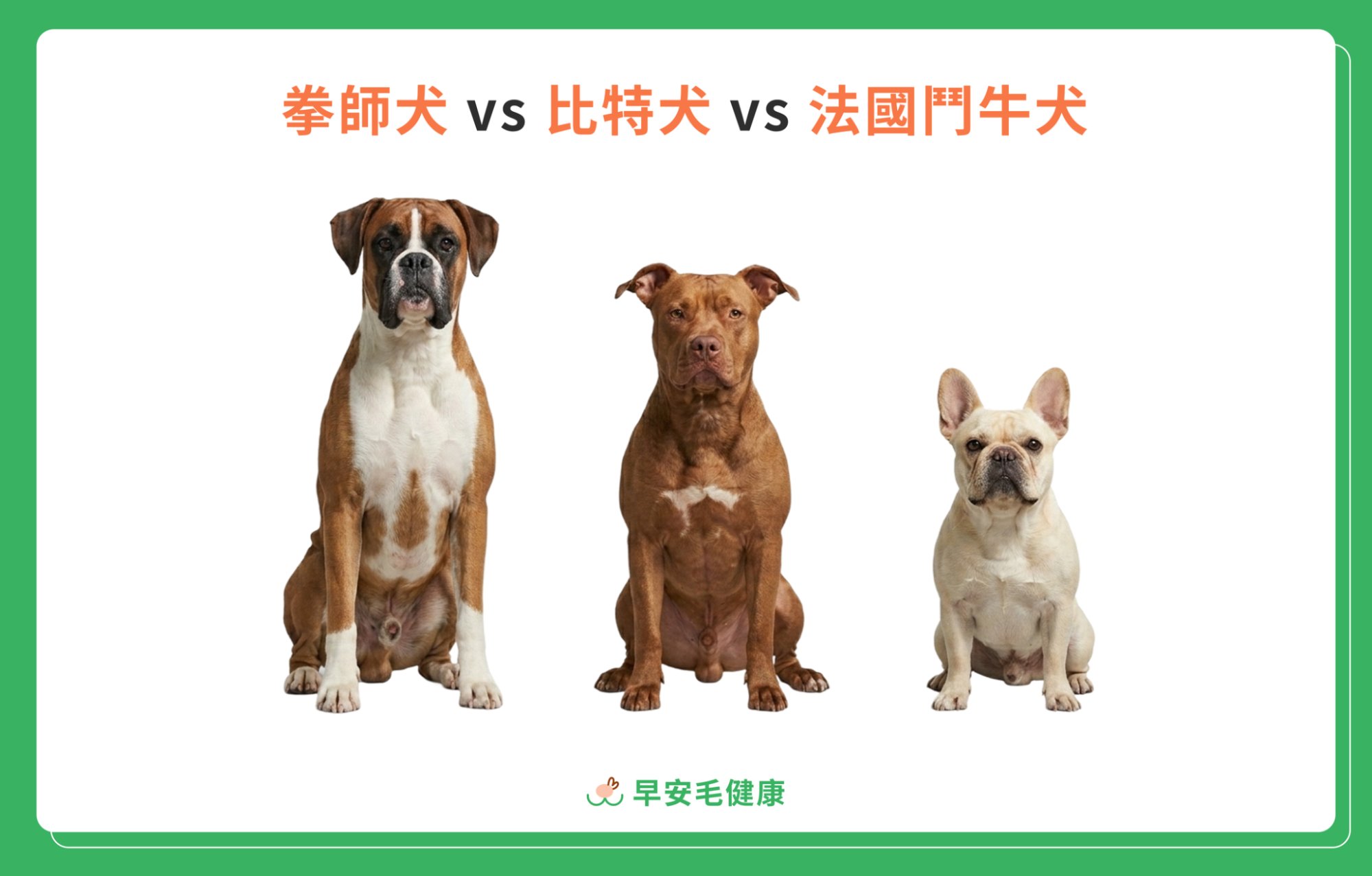 拳師犬外觀特徵｜體型、毛色與辨識重點