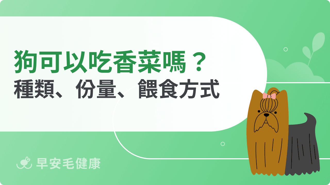 狗可以吃香菜嗎?營養價值、注意事項與餵食方式全攻略