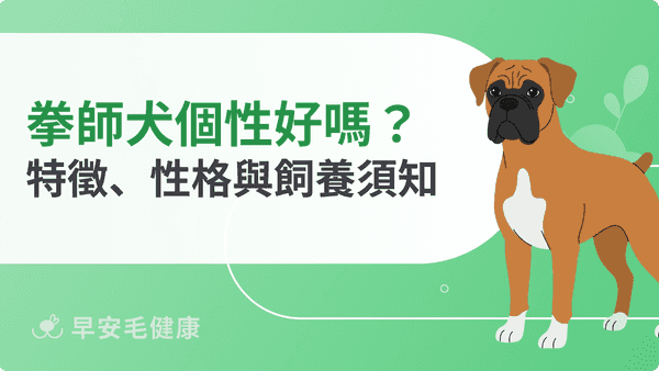 拳師犬好養嗎？從個性、疾病到價格，台灣飼養須知