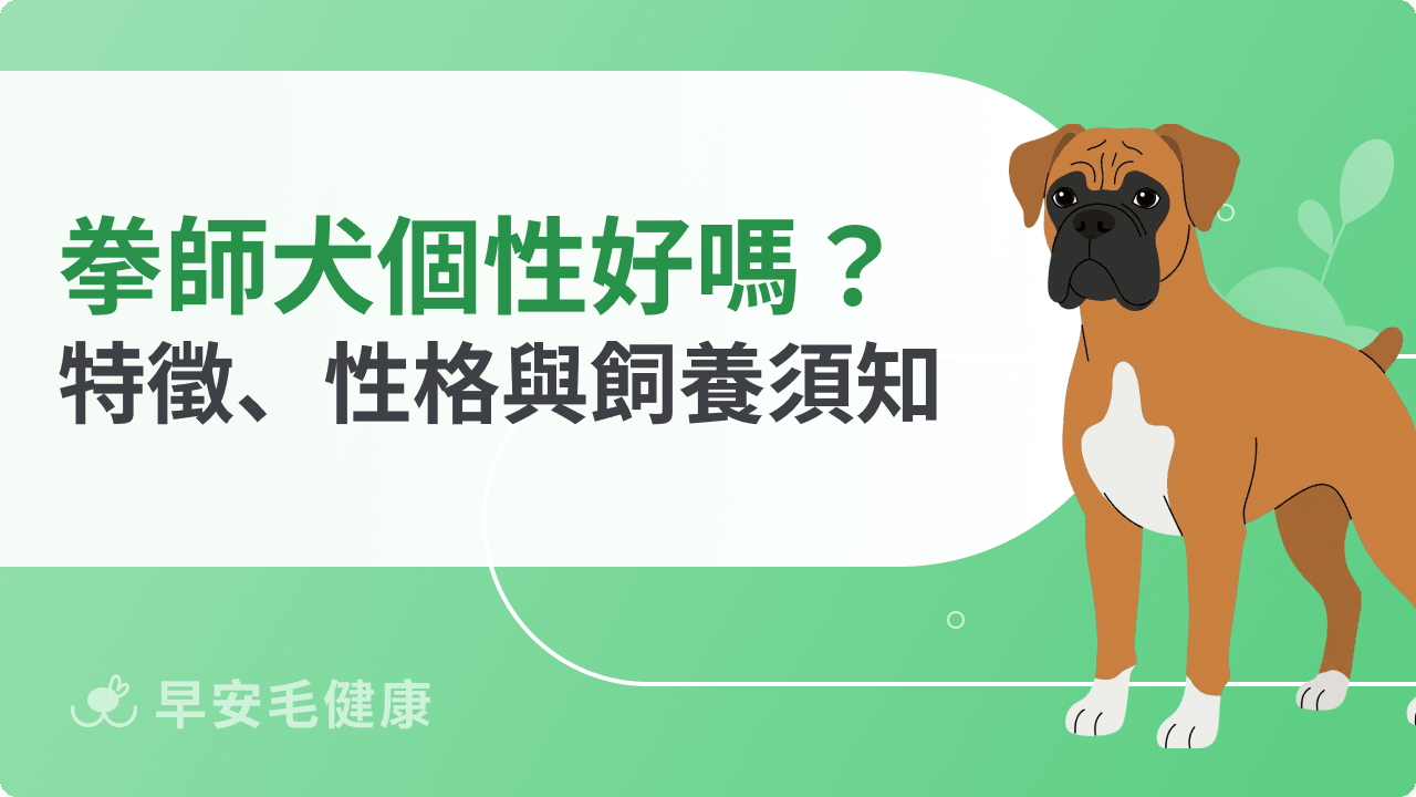 拳師犬好養嗎？從個性、疾病到價格，台灣飼養須知