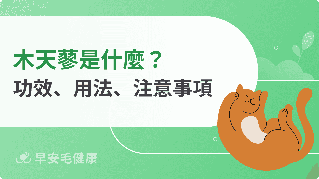 木天蓼貓可以吃嗎？和貓草、蟲癭果差在哪？功效、副作用解析