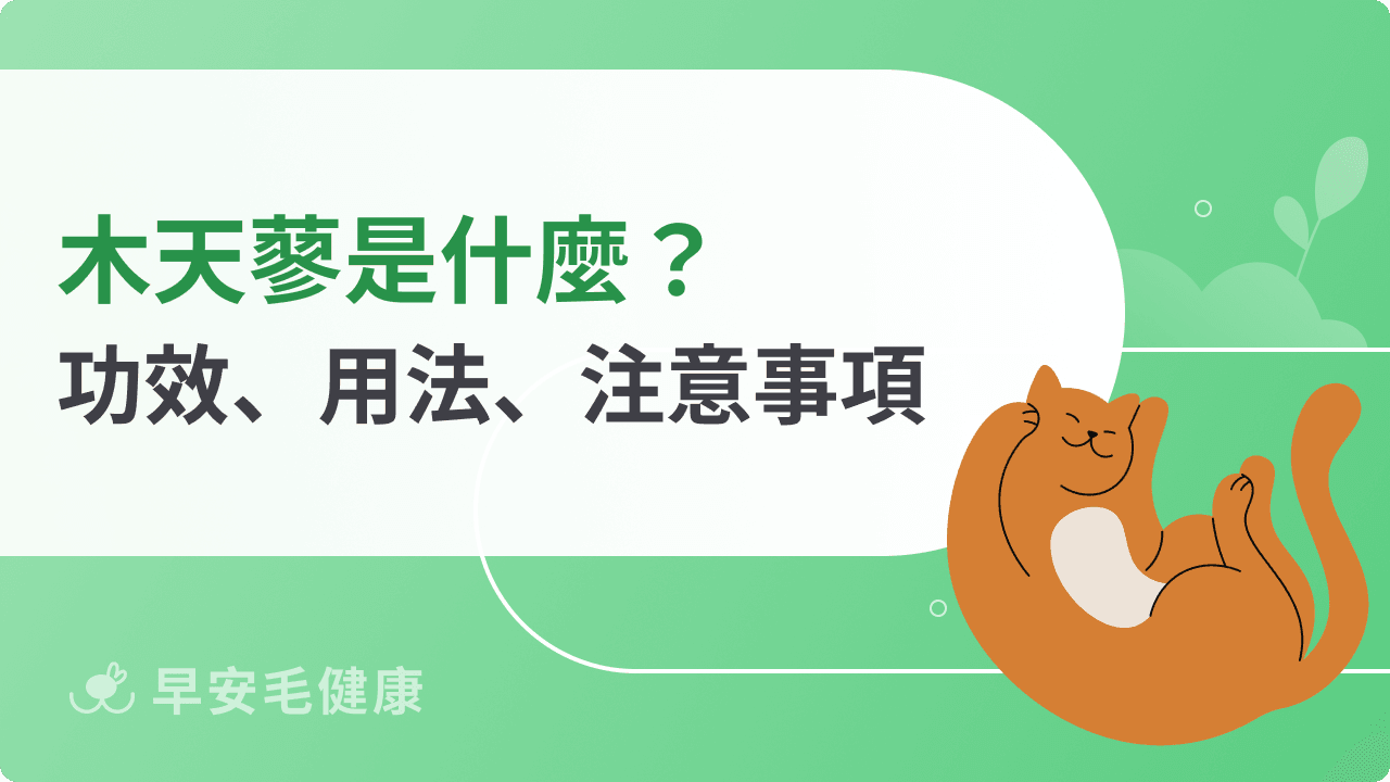木天蓼貓可以吃嗎?和貓草、蟲癭果差在哪?功效、副作用解析