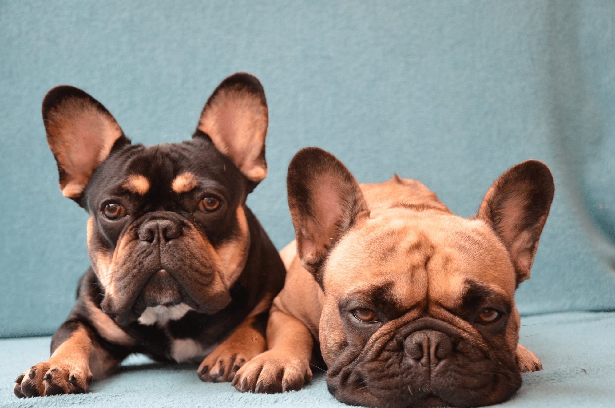 388. AI - french-bulldog-colors-1