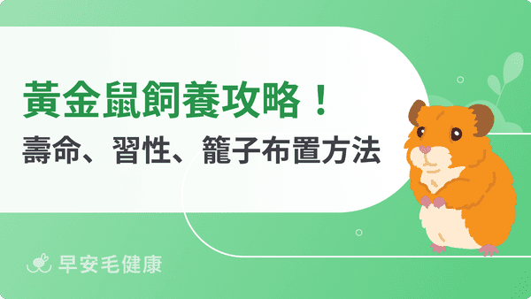 黃金鼠不只萌！新手必看壽命、價格、習性與籠子挑選指南