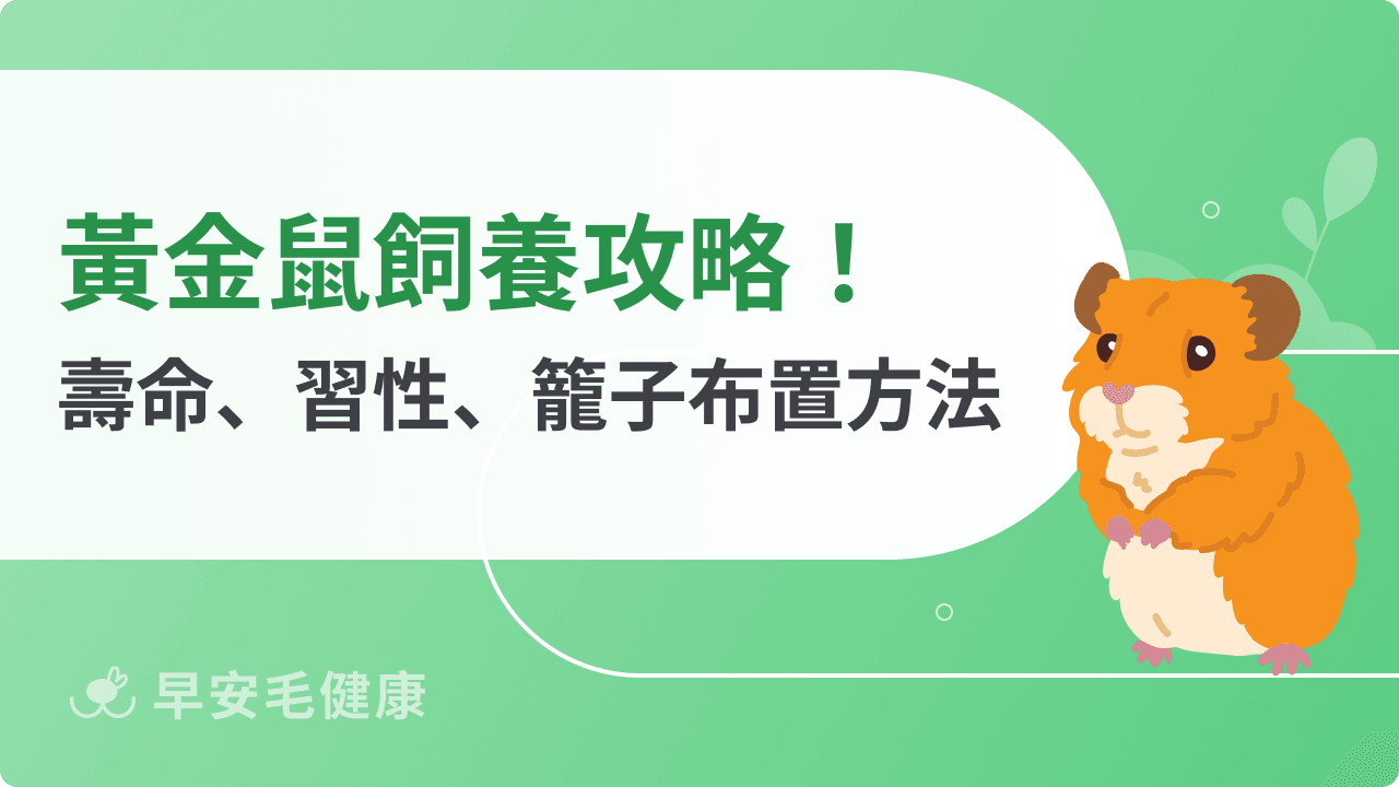 黃金鼠不只萌！新手必看壽命、價格、習性與籠子挑選指南
