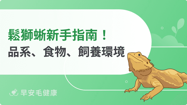鬆獅蜥新手攻略：完整飼養指南，揭秘品系特徵與個性！