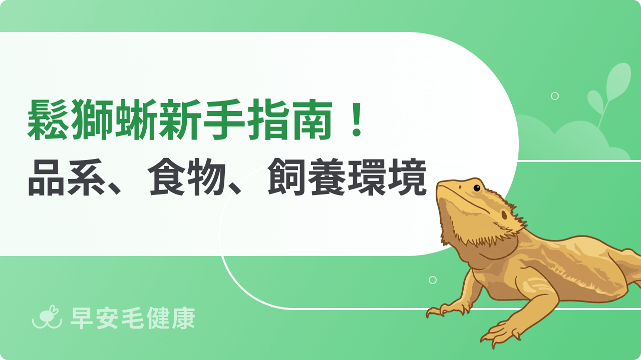 鬆獅蜥新手攻略：完整飼養指南，揭秘品系特徵與個性！
