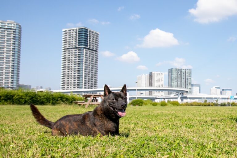 虎斑色甲斐犬趴在城市公園草地上