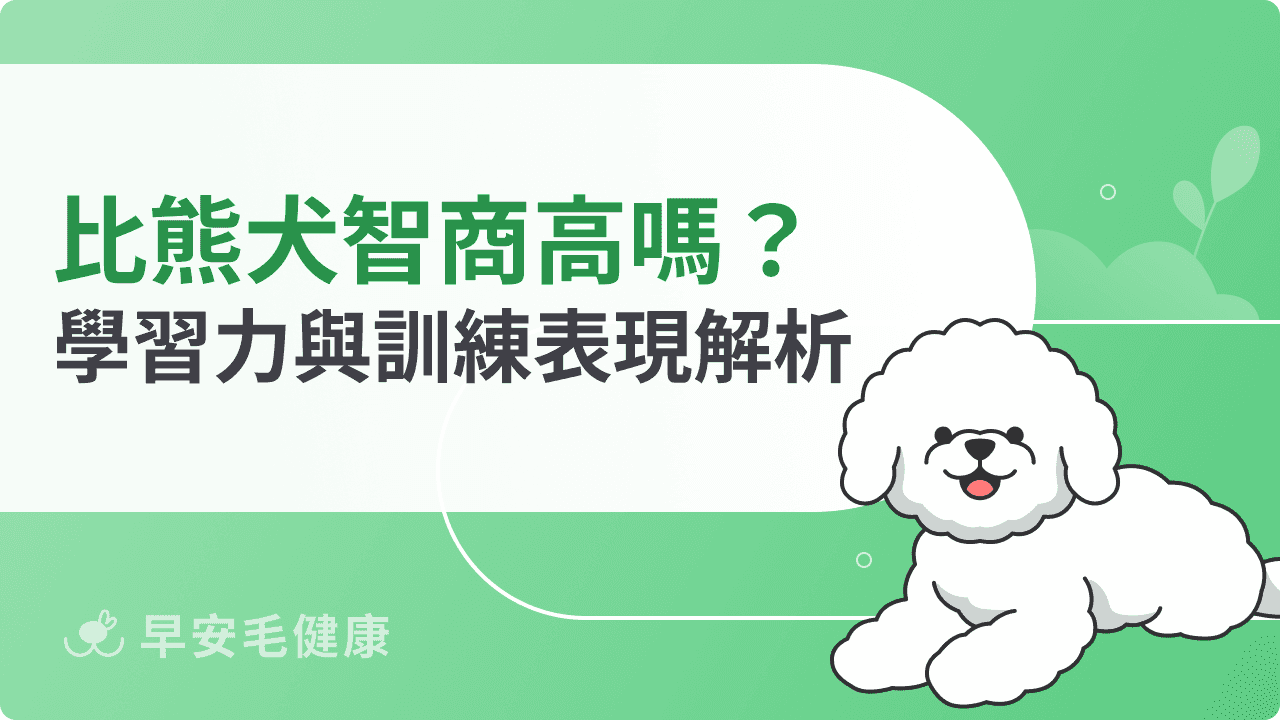 比熊犬智商高嗎？排名第幾名？學習力與訓練表現完整解析
