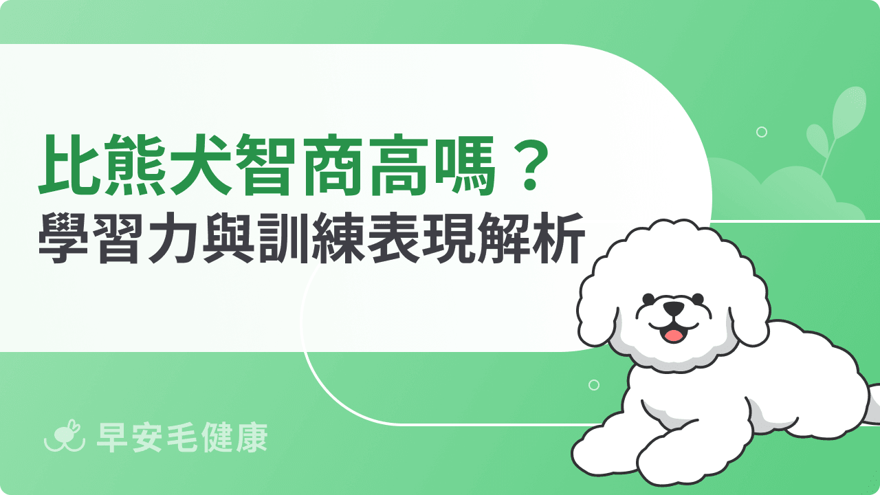 比熊犬智商高嗎?排名第幾名?學習力與訓練表現完整解析