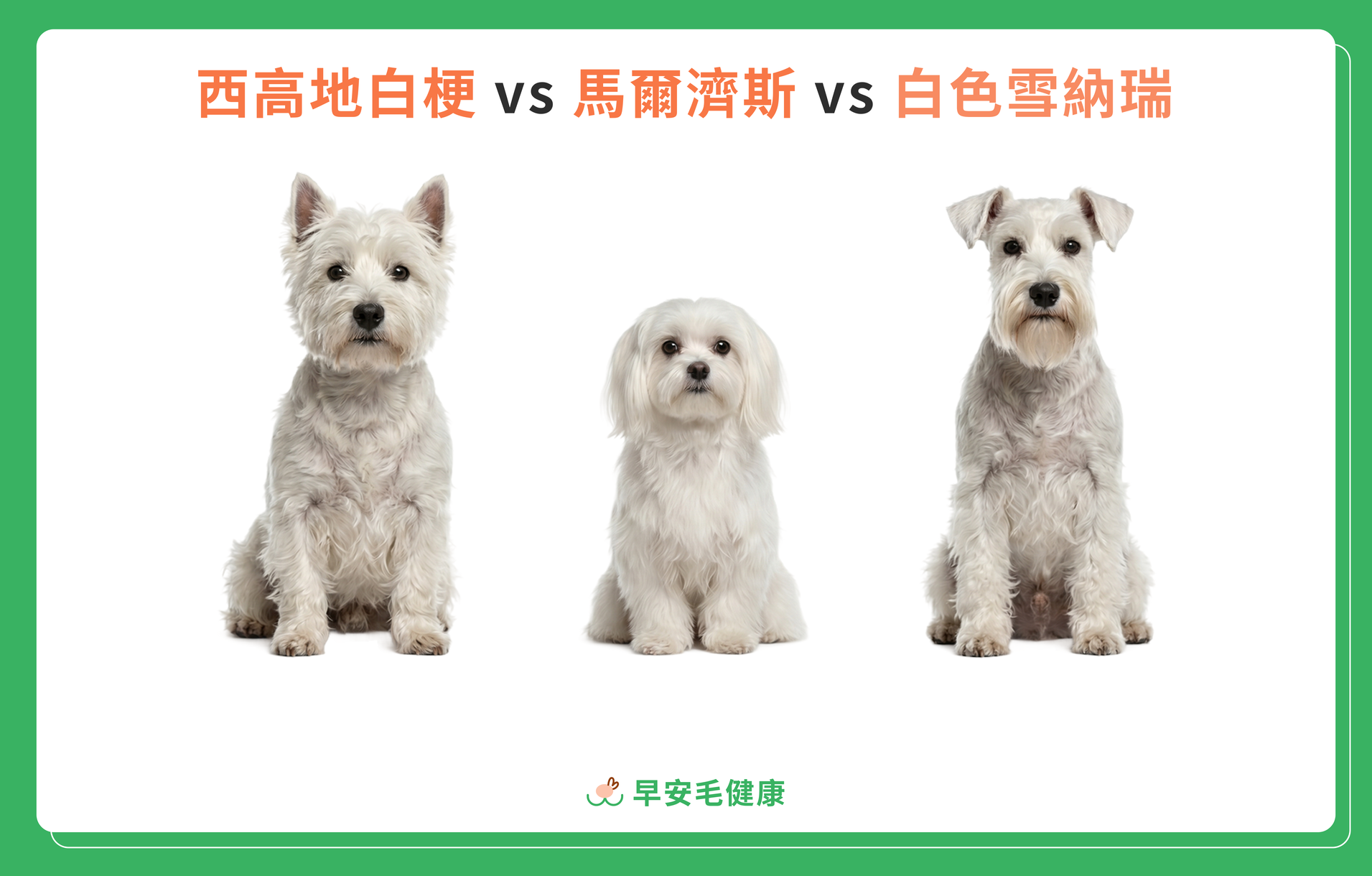 西高地白梗、馬爾濟斯與白色雪納瑞三種白色犬種的外觀比較圖