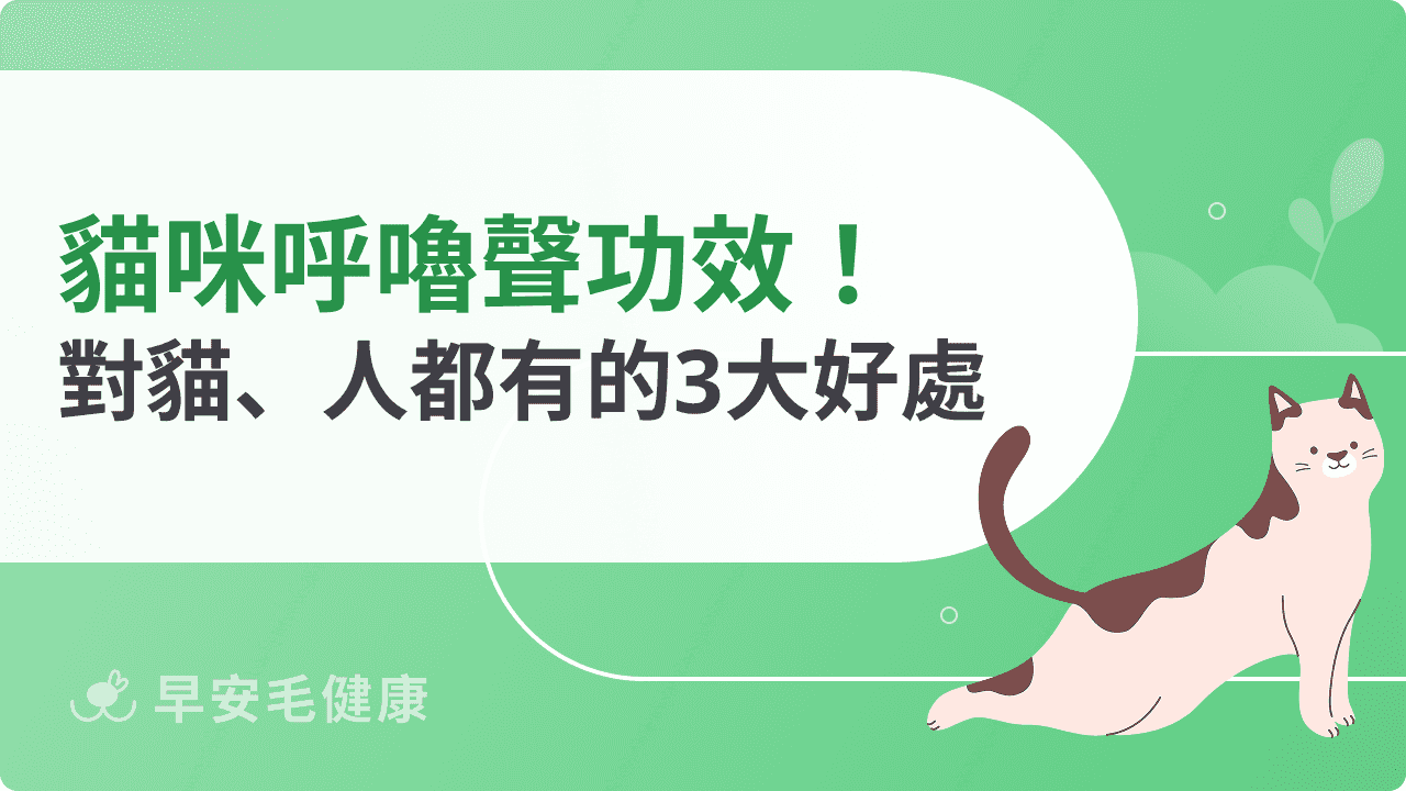 貓咪呼嚕聲功效有哪些?科學證實能紓壓、助眠還能修復身體
