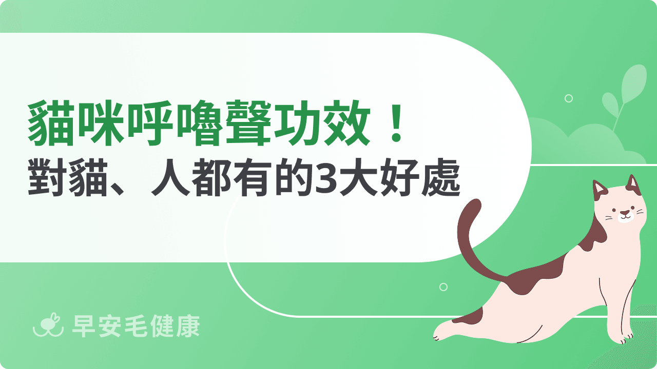 貓咪呼嚕聲功效有哪些？科學證實能紓壓、助眠還能修復身體
