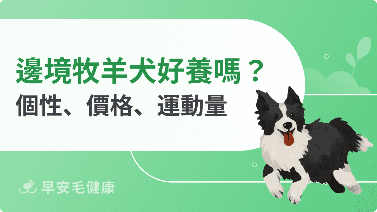 邊境牧羊犬聰明過人卻難搞？飼養前必讀指南，新手爸媽不踩雷！