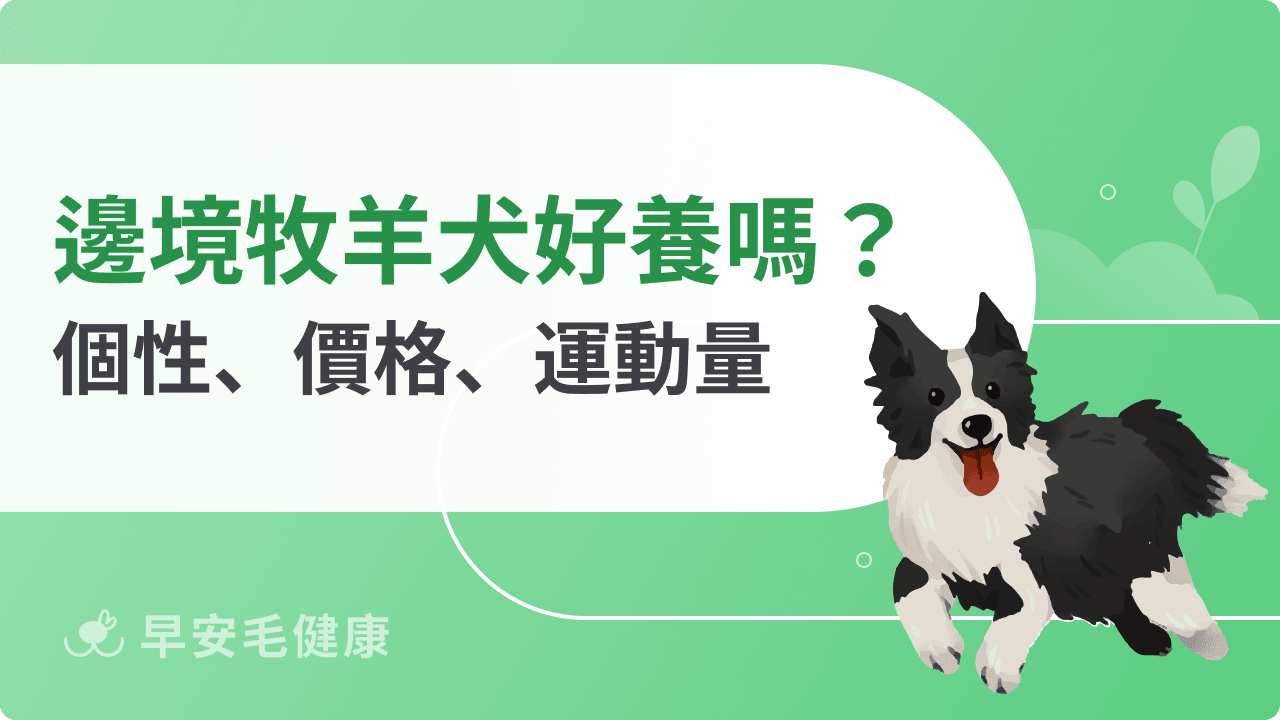 邊境牧羊犬聰明嗎?邊牧個性、缺點、價格