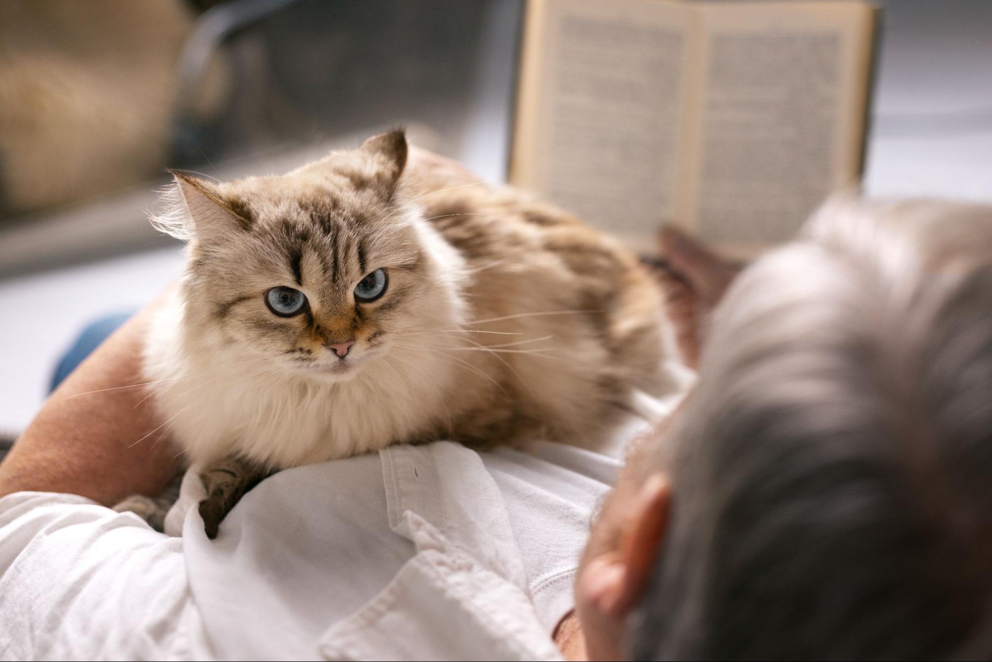 109.cat-lifespan-guide-1