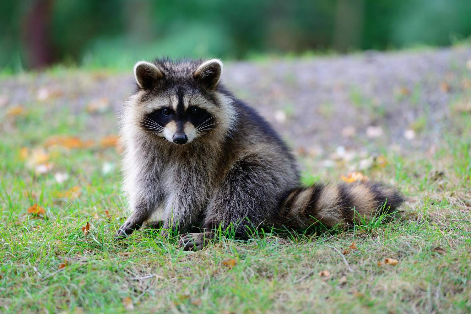 76.raccoon-guide-1