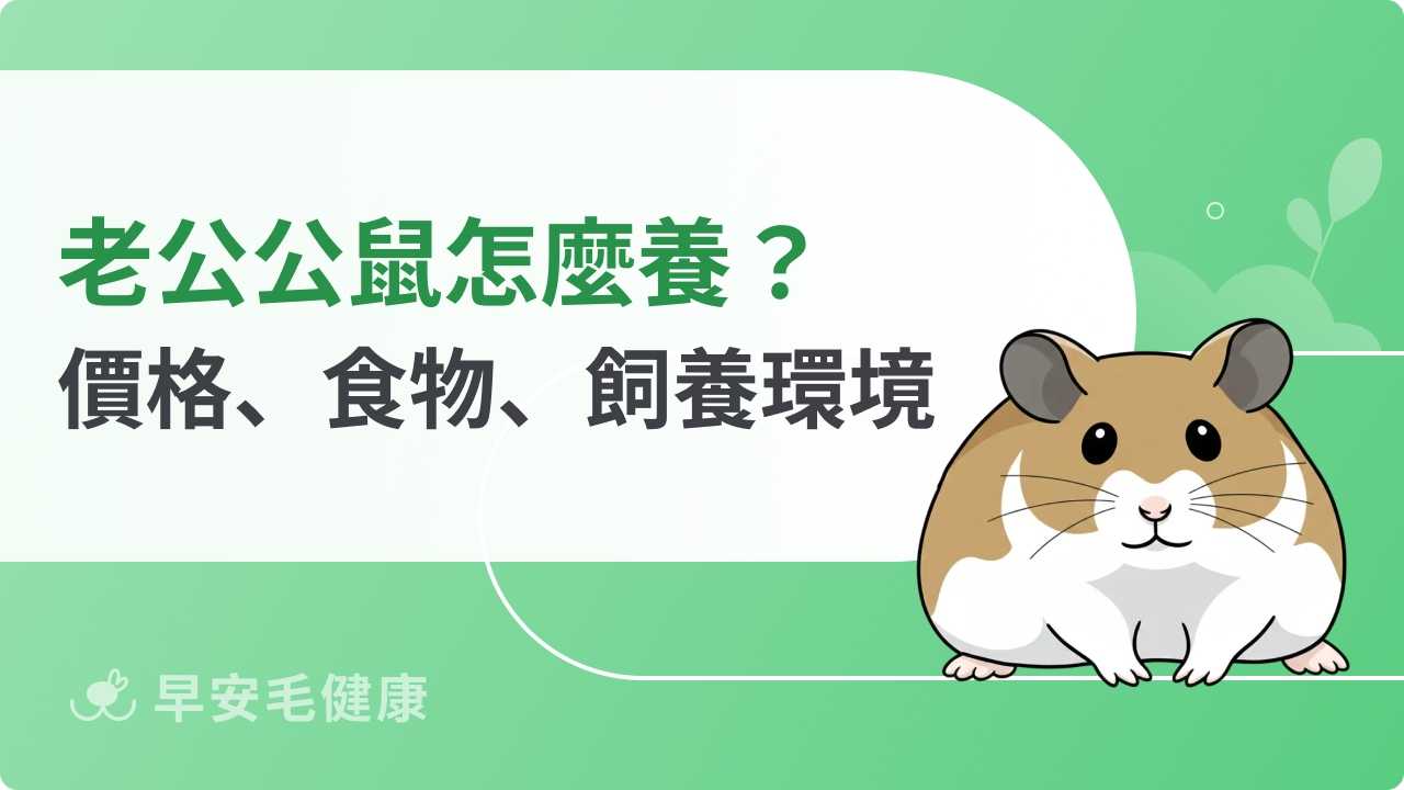 老公公鼠怕人怎麼辦？小毛足鼠壽命、價格和飼料挑選大公開