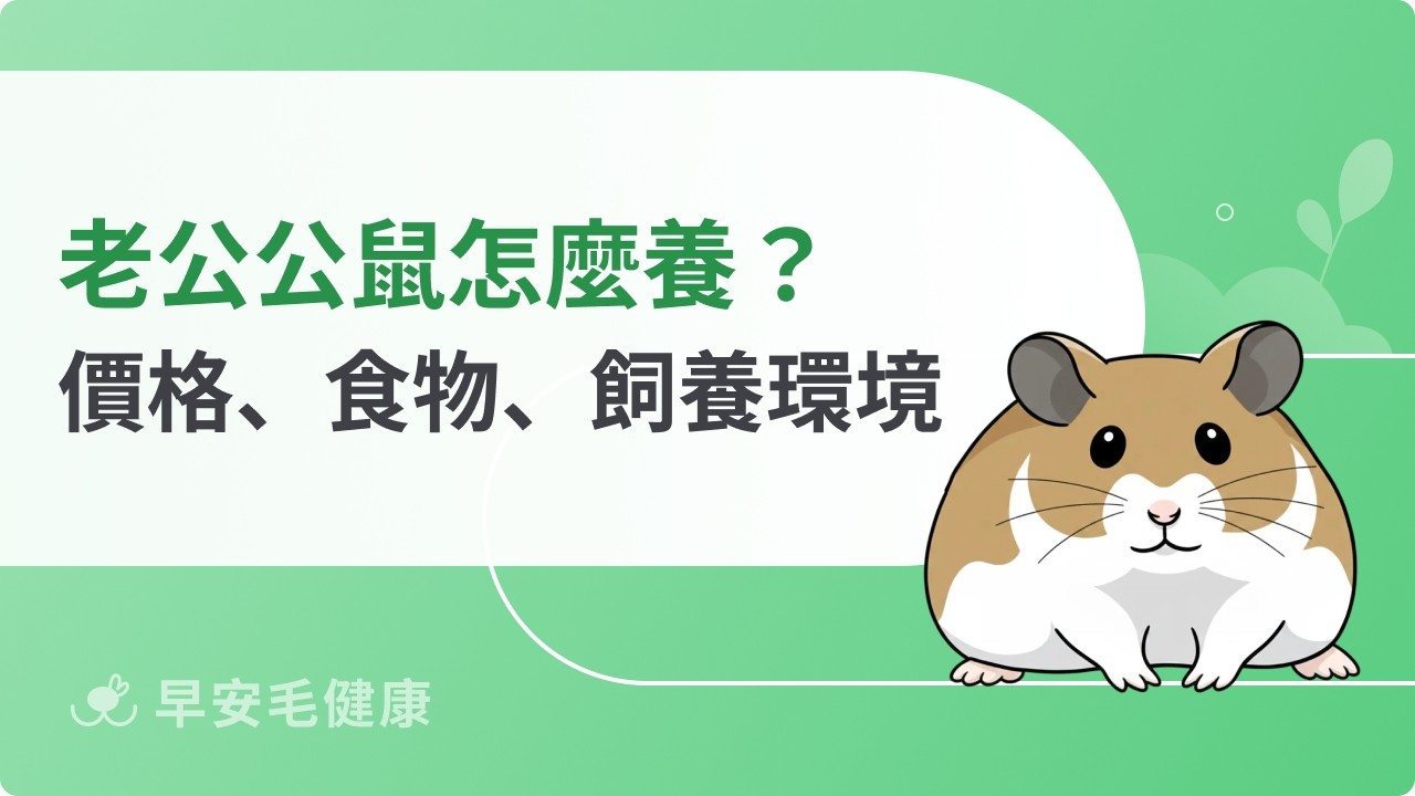 老公公鼠怕人怎麼辦？小毛足鼠壽命、價格和飼料挑選大公開