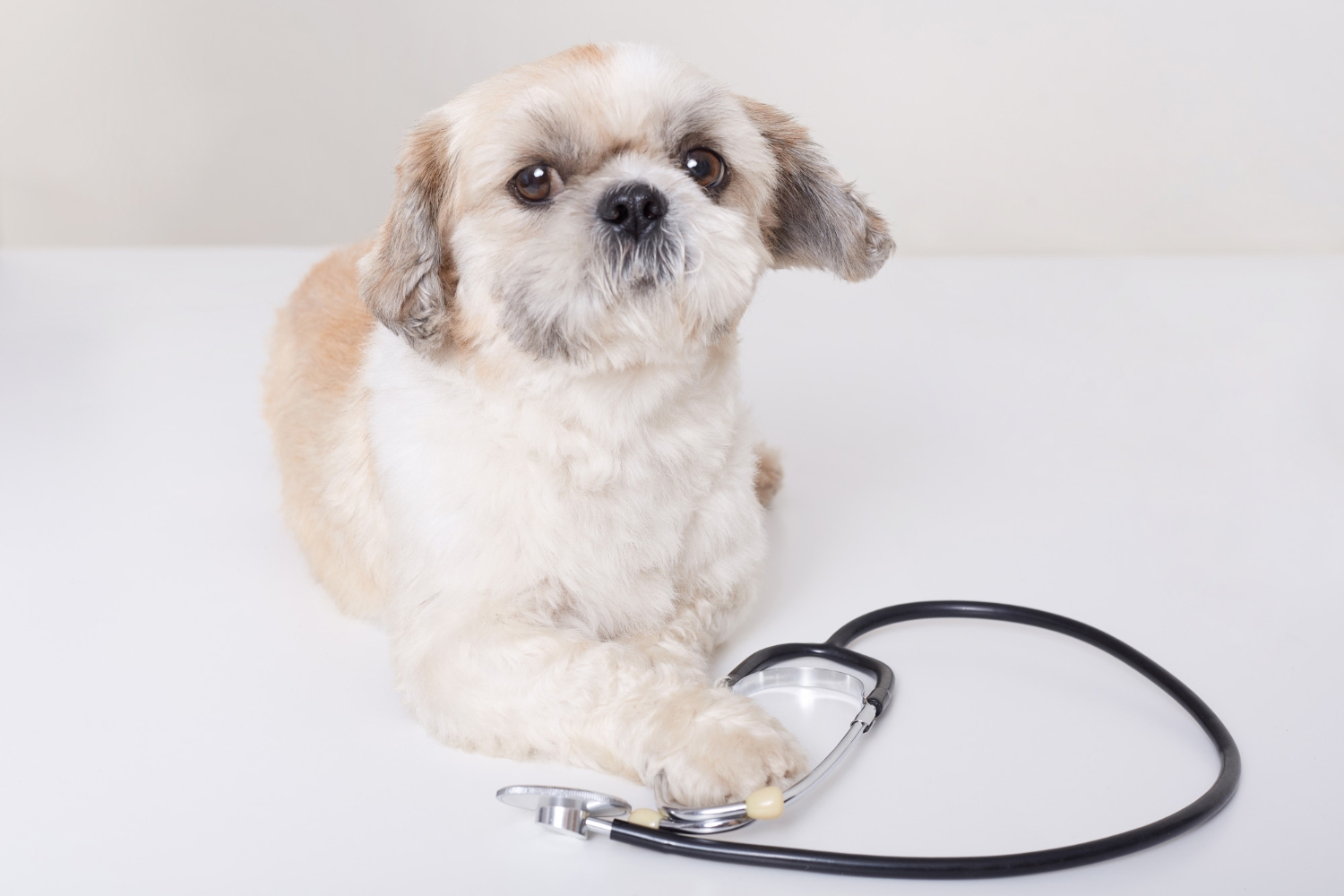 136.heartworm-prevention-guide-2