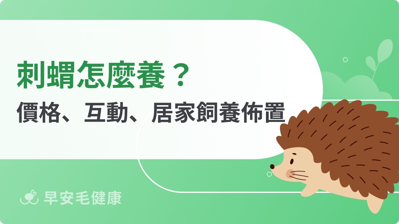 刺蝟飼養手冊|個性、價格、飲食清單到常見疾病