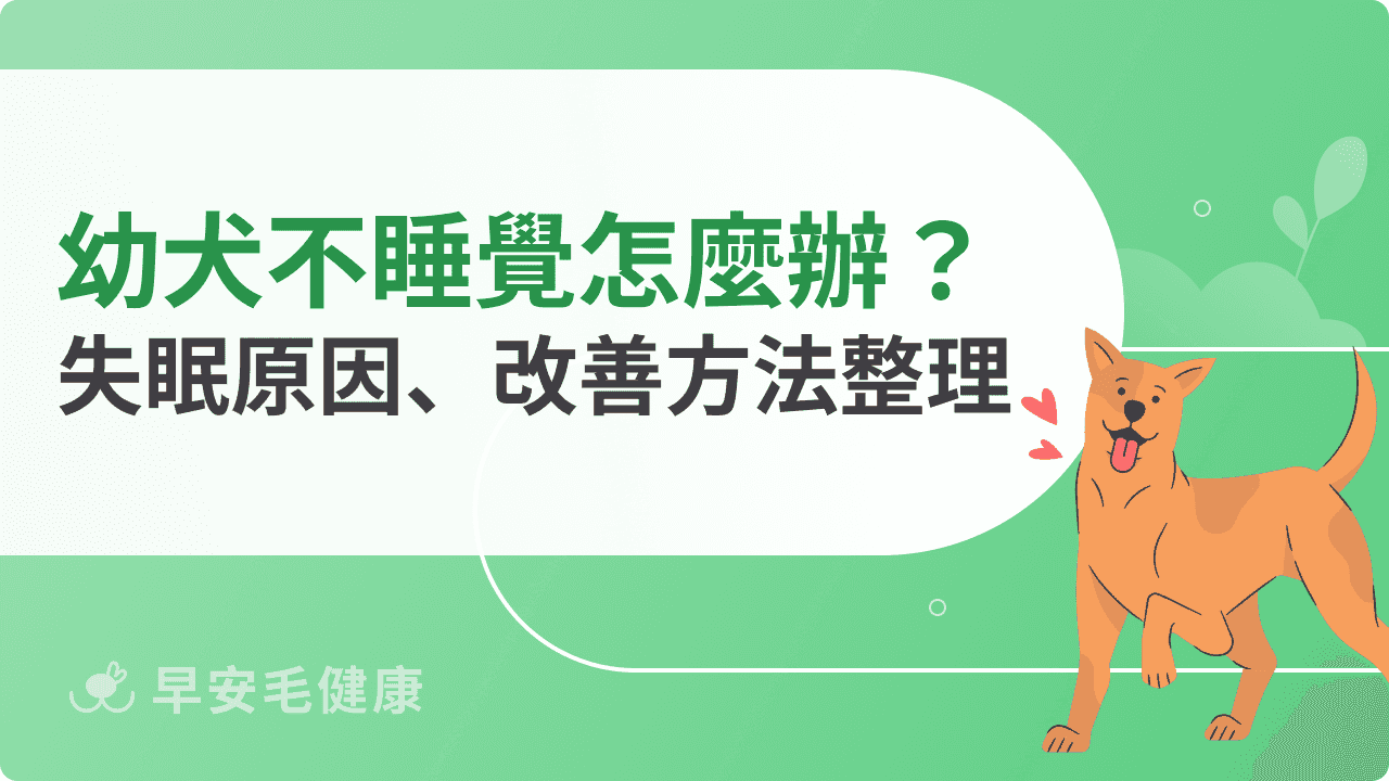 幼犬不睡覺怎麼辦?5大原因+5步驟建立健康睡眠作息