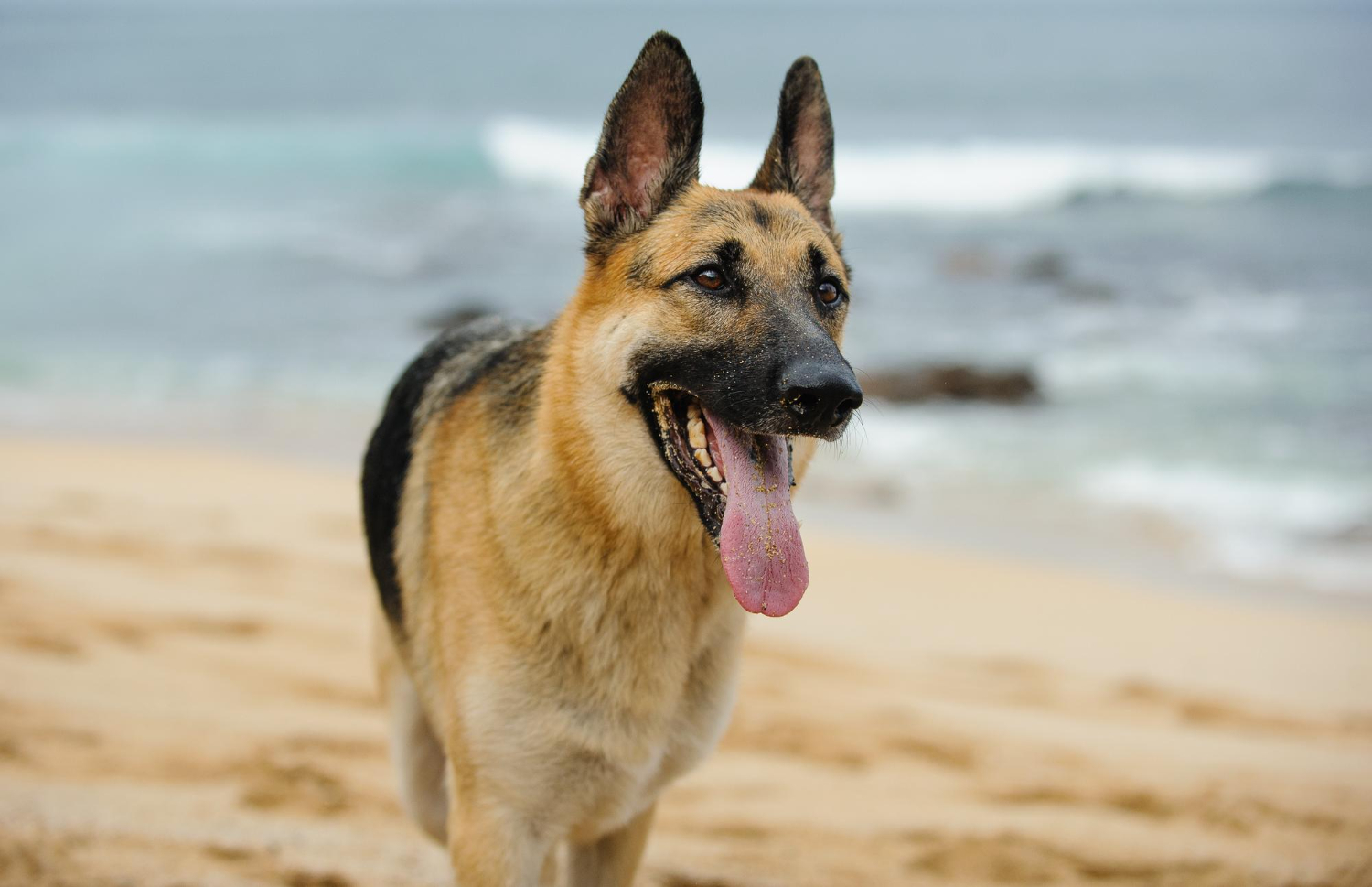 30.german-shepherd-guide-1