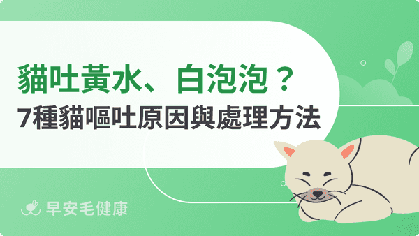貓吐怎麼辦？吐飼料、吐黃水、白色泡泡7大原因與緊急處理指南