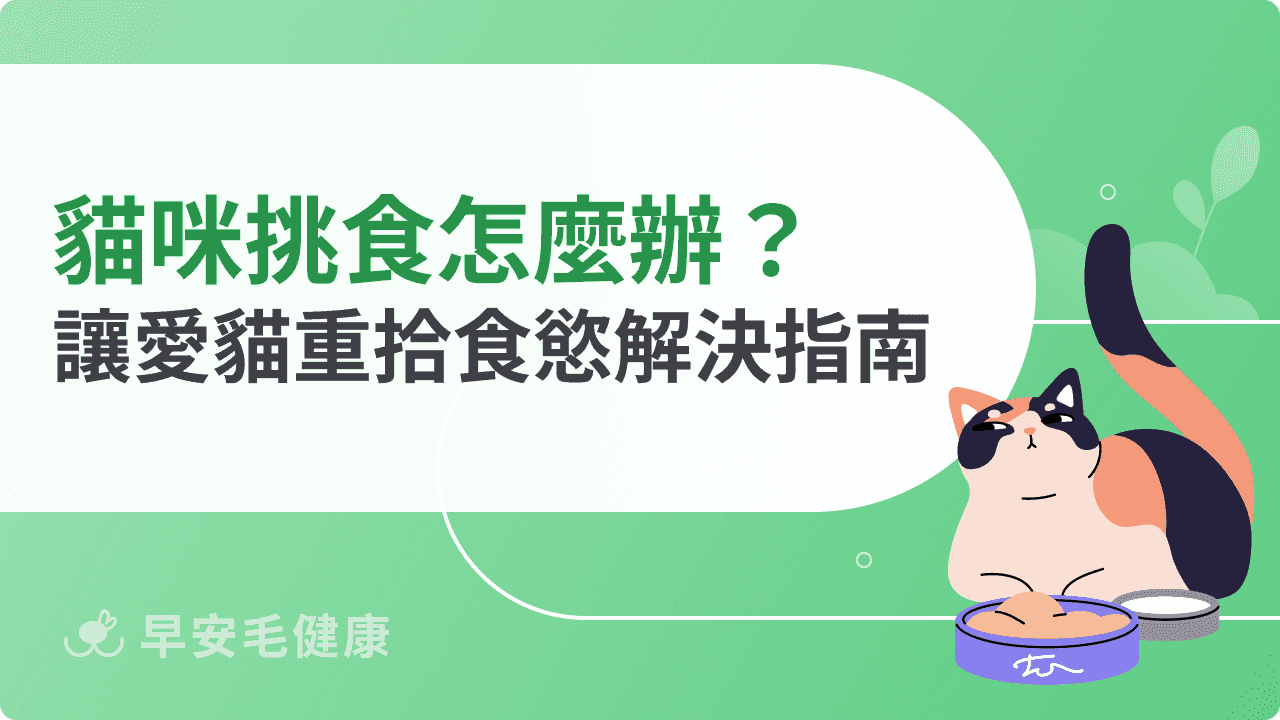 貓咪挑食怎麼辦?6大原因+10種解法,讓愛貓重拾食慾!