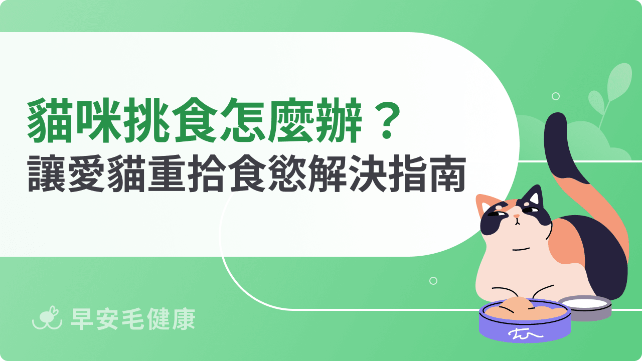 貓咪挑食怎麼辦？6大原因＋10種解法，讓愛貓重拾食慾！