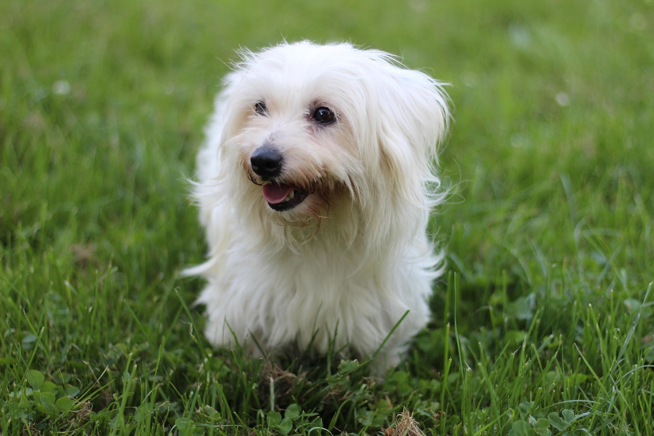 棉花面紗犬站在草地上