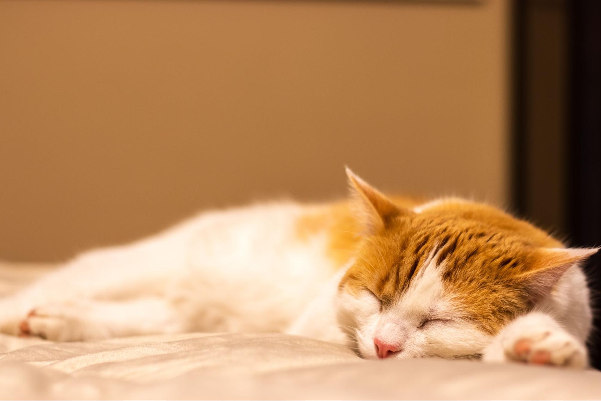 115. AI-analysis-of-cat-sleeping-posture-1