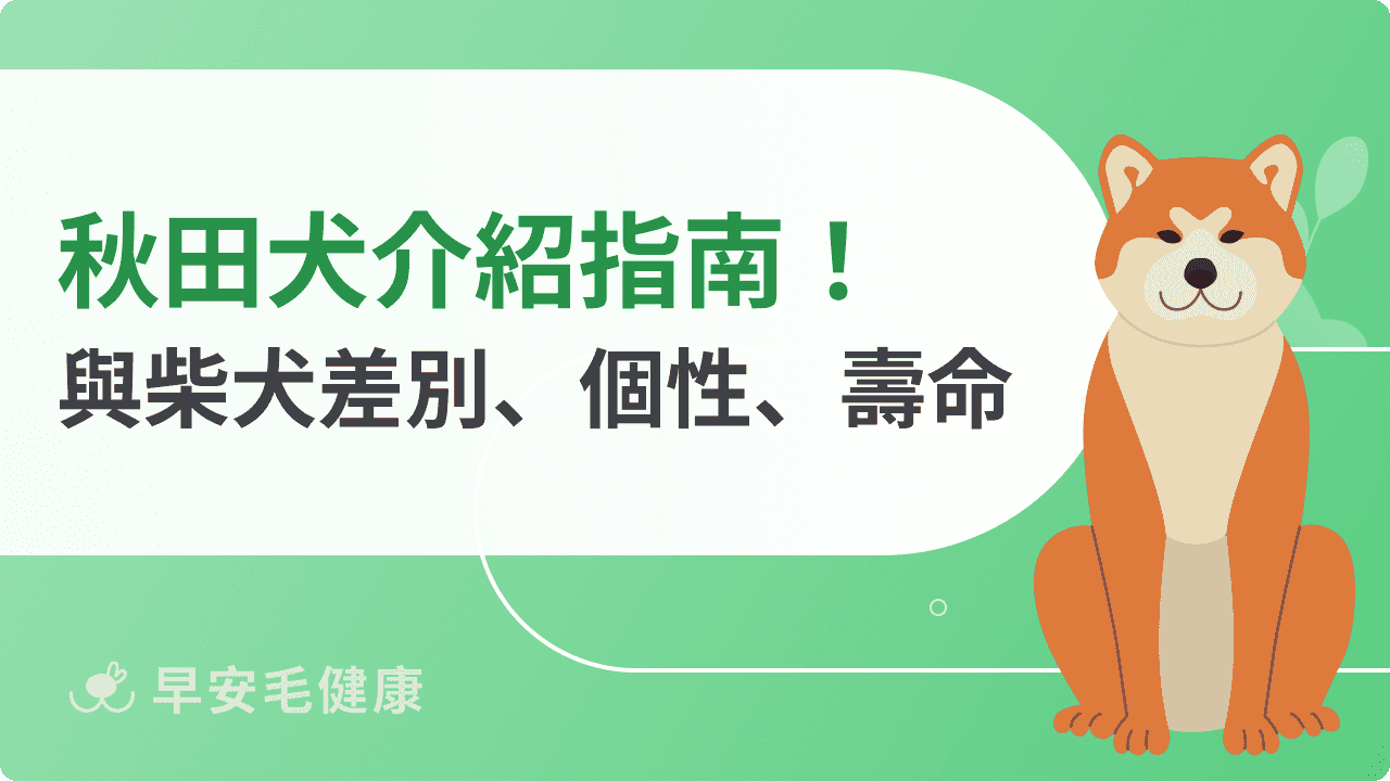 秋田犬與柴犬差別？價格、壽命、大小和個性全解析