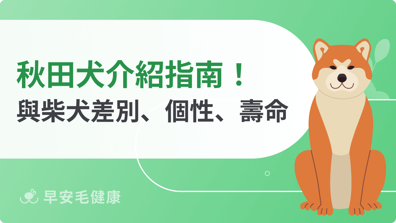 秋田犬與柴犬差別？價格、壽命、大小和個性全解析