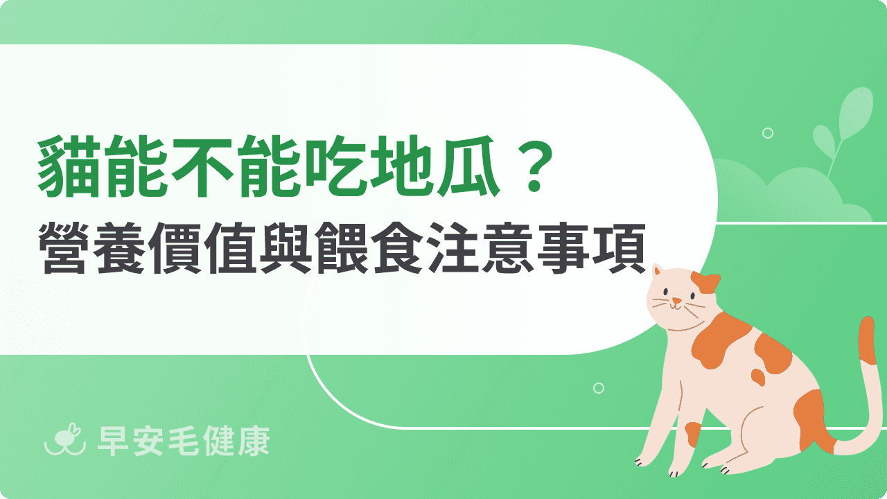 貓能不能吃地瓜？營養價值、餵食方式與注意事項一次看