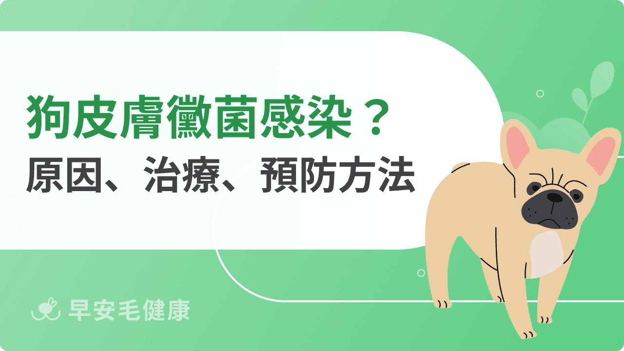 狗皮膚黴菌感染怎麼辦?感染原因、治療方式、預防方法一次看!