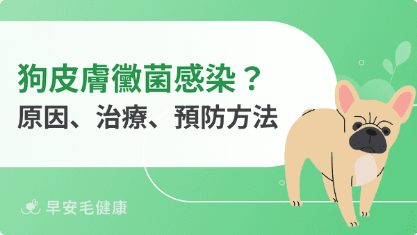 狗皮膚黴菌怎麼辦？6大症狀辨識、藥浴治療與預防完整指南